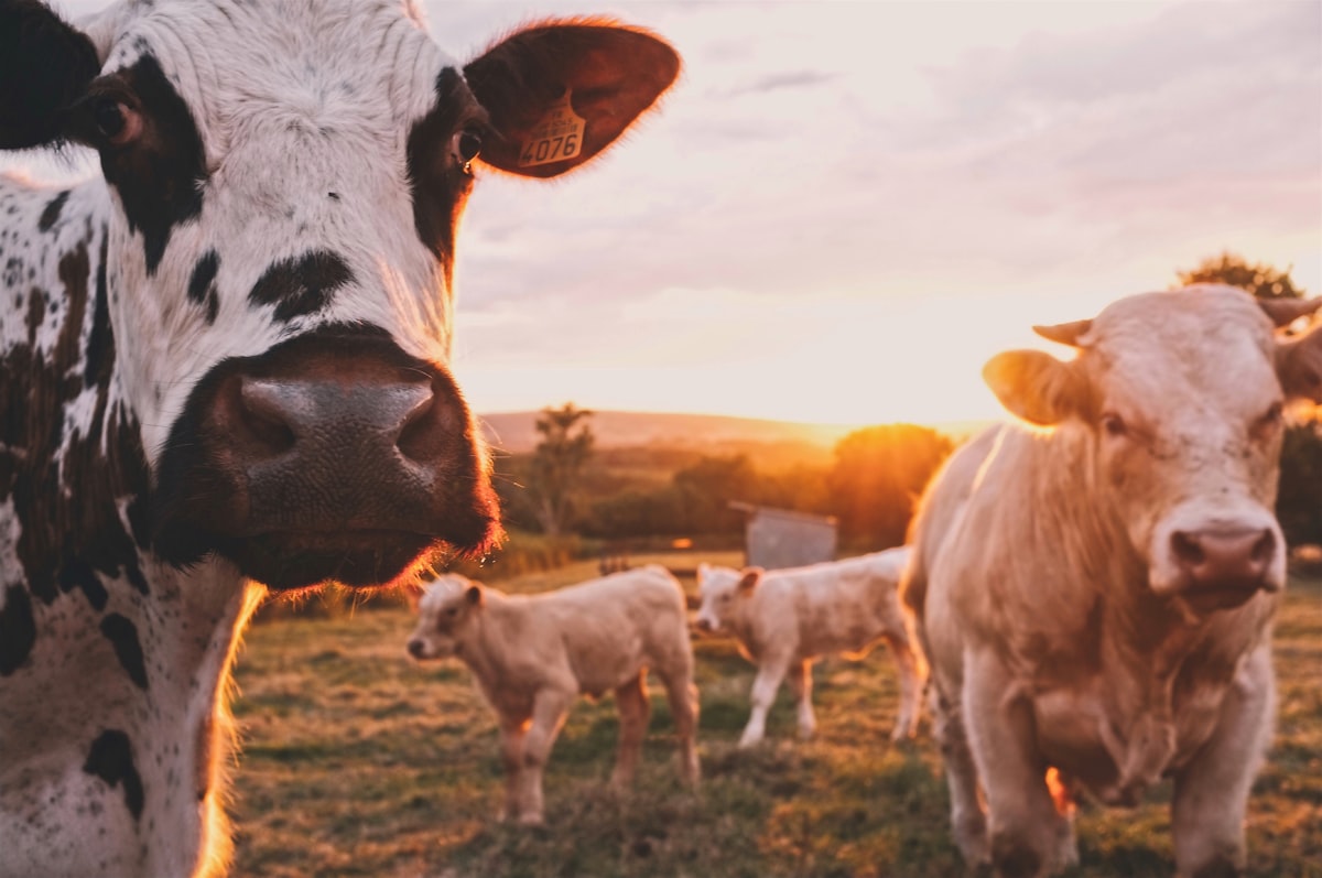Pole se stromem v krajině – farma
